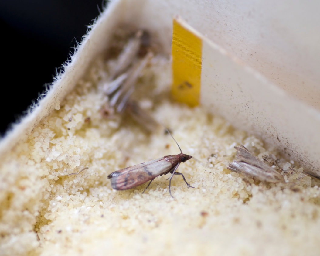 Pantry Moths In Chocolate What Can I Do