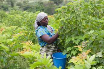 Klimaprojekt Project TOGO