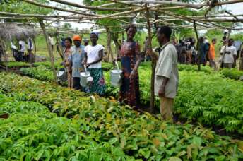 Pflanzungsprojekte des Project TOGO