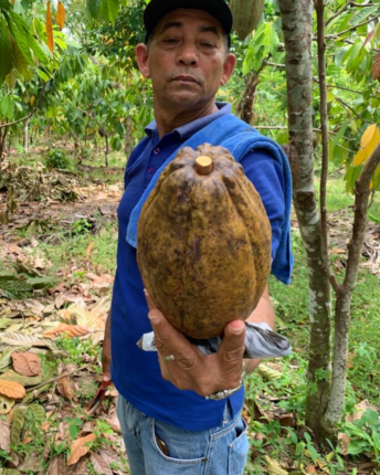 Ein Kakaobauer aus der Dominikanischen Republik begutachtet eine gelbe Kakaofrucht.