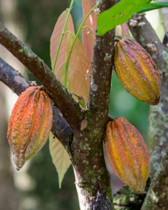 Cocoa is rich in flavanols (secondary plant compounds)